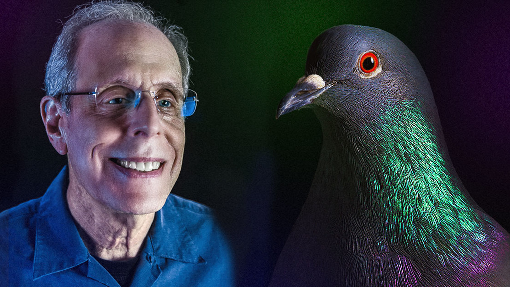 Profile photo of Iowa experimental psychologist Ed Wasserman and a pigeon